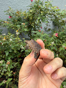 Hypomelanistic Common Snapping Turtle 2026