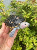 Ornate Diamondback Terrapin Female
