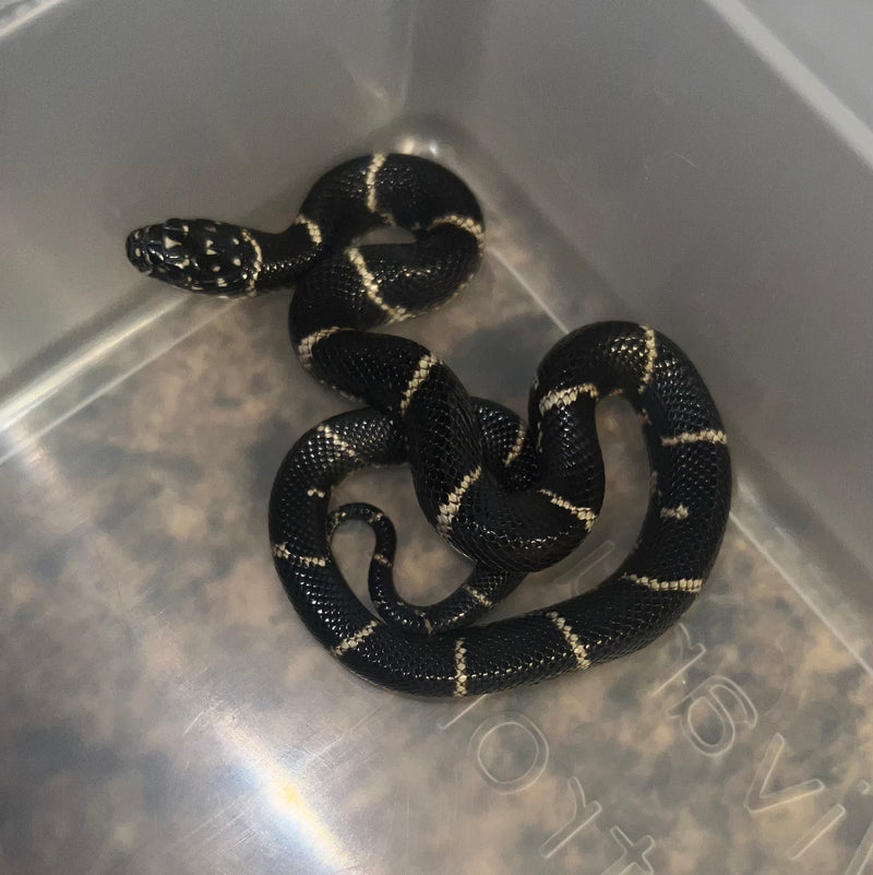 Eastern King Snake For Sale American Reptile Distributors