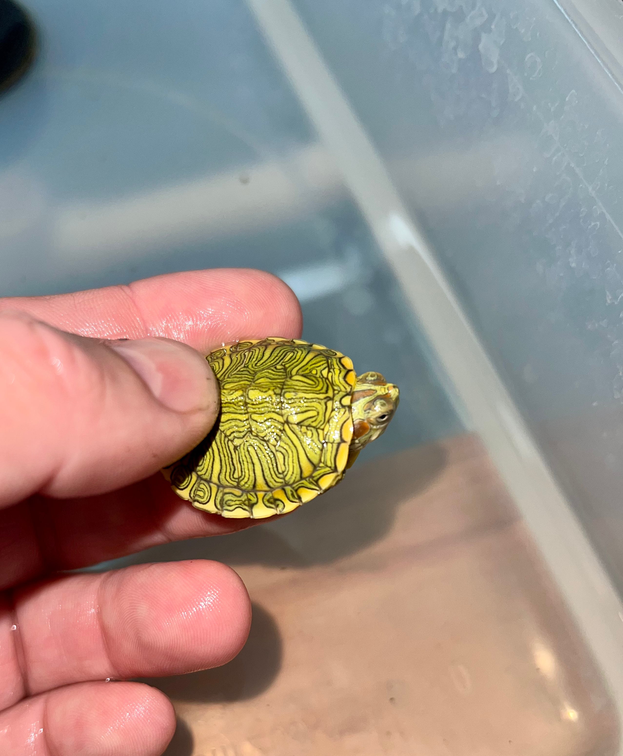 Baby Pastel Clown Red Eared Slider Turtles For Sale | American Reptile ...