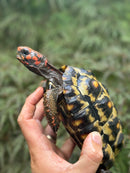 Brazilian Cherryhead Red Foot Tortoise Young Adult Female
