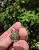 Chinese Softshell Turtle Babies  (Pelodiscus sinensis)