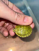 Pastel Clown Red Eared Slider Turtle 2024