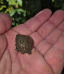 Chinese Softshell Turtle Babies  (Pelodiscus sinensis)