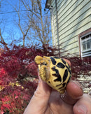 Sri Lankan Star Tortoise 2025