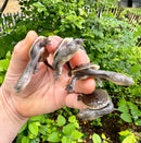 Indonesian Snake Neck Turtle Baby (Chelodina siebenrocki)