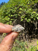 Pastel Clown Common Musk Turtle Baby 2025