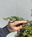 Rhinoceros Ratsnake Adult Female