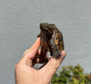 Fancy Common Musk Turtle Adults Female