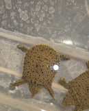 Chinese Softshell Turtle Babies  (Pelodiscus sinensis)
