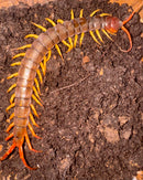 Vietnamese Giant  Centipede (Scolopendra subspinipes)