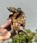 Fancy Common Musk Turtle Adults Female