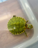 Pastel Clown Red Eared Slider Turtle 2024