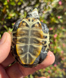 Hi White Concentric Diamondback Terrapin 2025