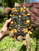 Brazilian Cherryhead Red Foot Tortoise Adult Female
