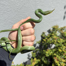 Rhinoceros Ratsnake Adult Female