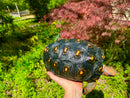 Brazilian Cherryhead Red Foot Tortoise Adult Female