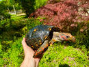 Brazilian Cherryhead Red Foot Tortoise Adult Female