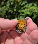 Chinese Softshell Turtle Babies  (Pelodiscus sinensis)