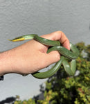 Rhinoceros Ratsnake Adult Female