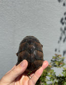 Fancy Common Musk Turtle Adults Female