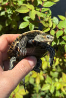 Balkan Pond Turtle Adult Male