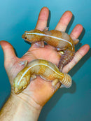 Albino Tangerine Stripe African Fat Tailed Gecko Adults (Hemitheconyx caudicinctus)