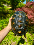 Brazilian Cherryhead Red Foot Tortoise Adult Female
