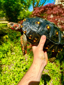 Brazilian Cherryhead Red Foot Tortoise Adult Female