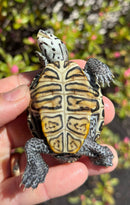 Hi White Concentric Diamondback Terrapin 2025