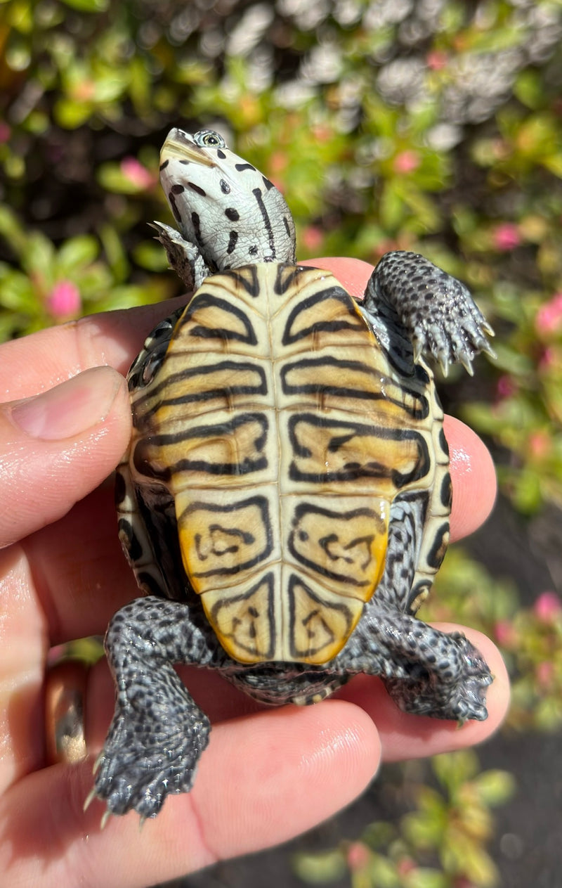 Concentric Diamondback Terrapin (Malaclemys terrapin) For Sale ...
