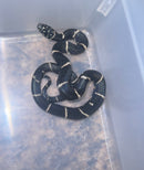 Eastern King Snake Edisto Island Locale