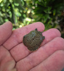 Chinese Softshell Turtle Babies  (Pelodiscus sinensis)
