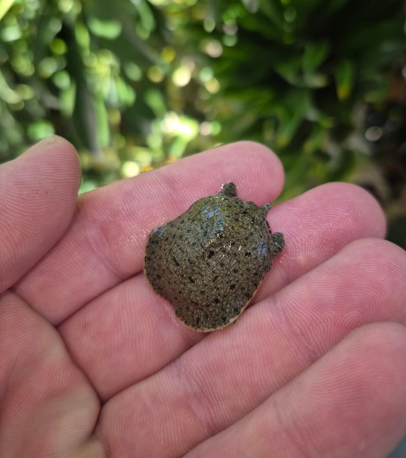Chinese Softshell Turtle Babies  (Pelodiscus sinensis)