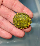 Pastel Clown Red Eared Slider Turtle 2024
