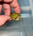 Pastel Clown Red Eared Slider Turtle 2024