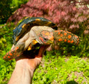 Brazilian Cherryhead Red Foot Tortoise Adult Female