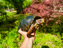 Brazilian Cherryhead Red Foot Tortoise Adult Female