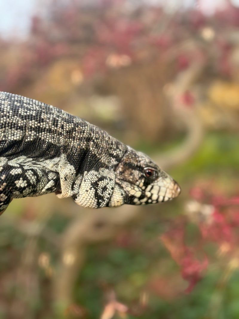 Blue Tegu Adult Female Breeder