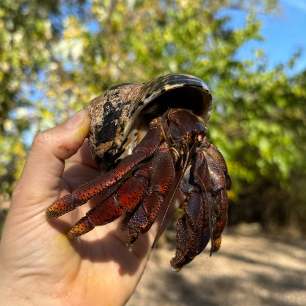 Giant Land Hermit Crabs For Sale American Reptile Distributors