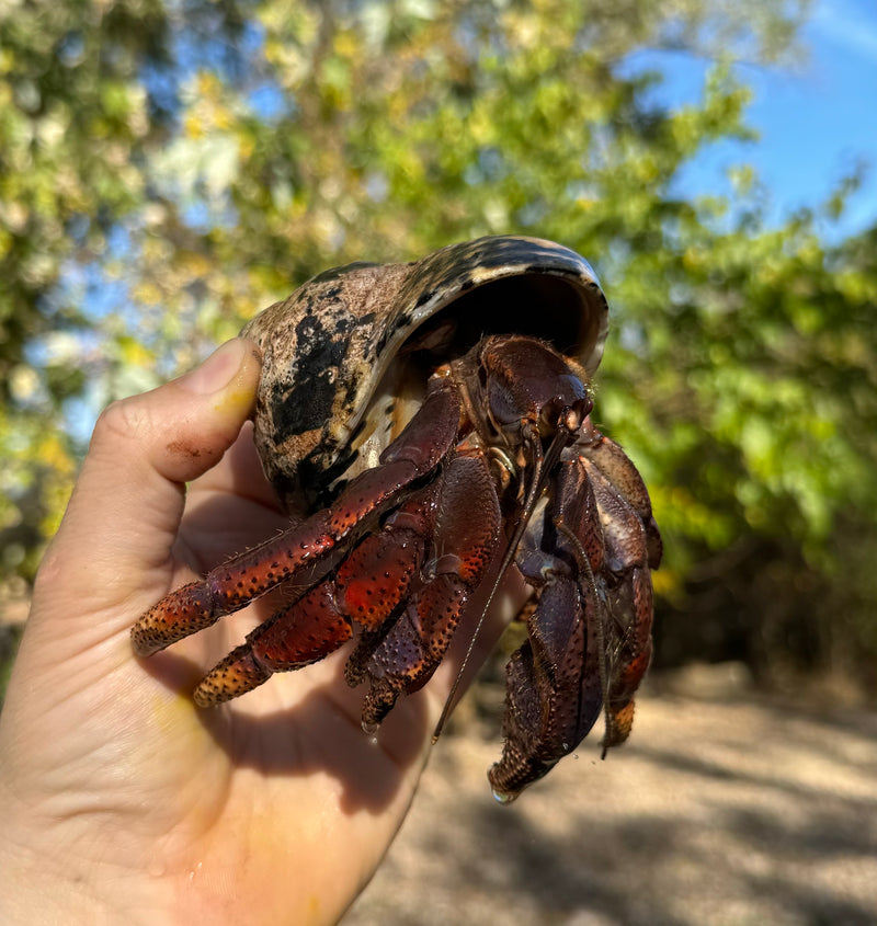 Giant Land Hermit Crabs (Coenobita lateralis)