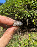 Pastel Clown Common Musk Turtle Baby 2025