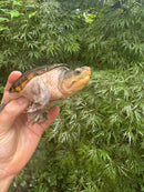 Vampire Musk Turtle Adult Female