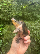 Vampire Musk Turtle Adult Female