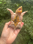 Vampire Musk Turtle Adult Female