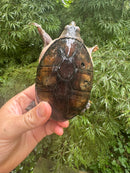 Vampire Musk Turtle Adult Female