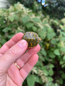 Pastel Clown Red Eared Slider Turtle 2023