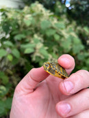 Pastel Clown Red Eared Slider Turtle 2023