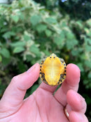 Pastel Clown Red Eared Slider Turtle 2023