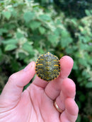 Pastel Clown Red Eared Slider Turtle 2023